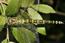 06-8831 Southern Hawker (Aeshna cyanea) County Durham